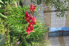img_5911_thumb